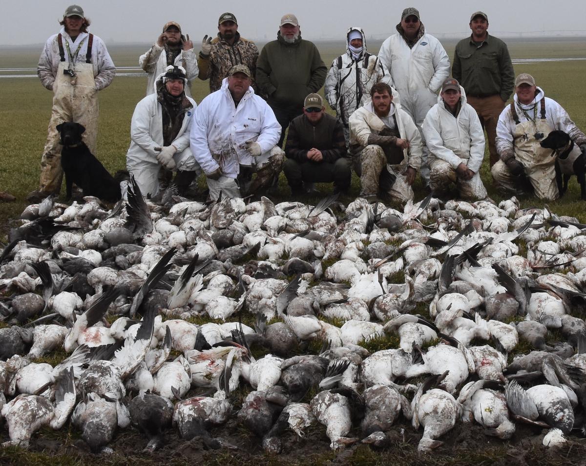 Extended Snow Goose